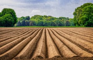 Lire la suite à propos de l’article Maraîchage en agriculture raisonnée : amélioration de la production avec l’eau structurée