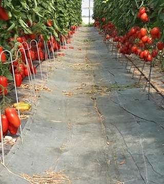cosechadora de tomate