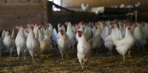 Lire la suite à propos de l’article Moins d’œufs déclassés, moins de mortalité des poules avec l’eau structurée