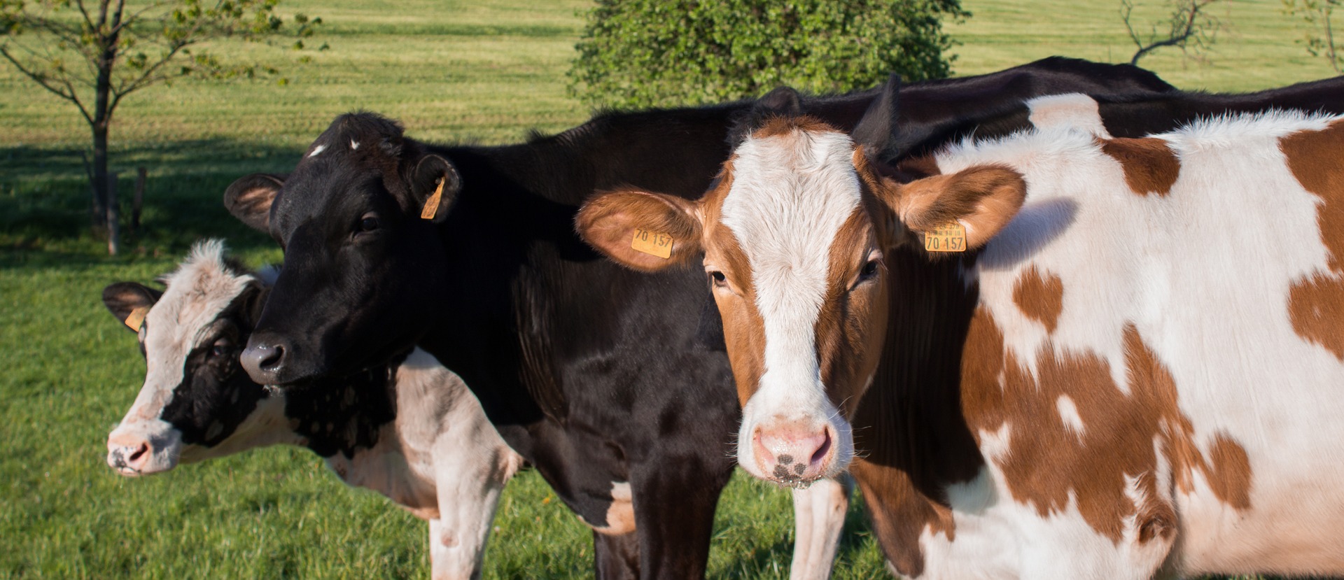 You are currently viewing Eau structurée et vaches laitières : moins de cellules, plus de lait