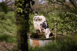 Lire la suite à propos de l’article Baisse des cellules pour les vaches laitières et amélioration du rendement